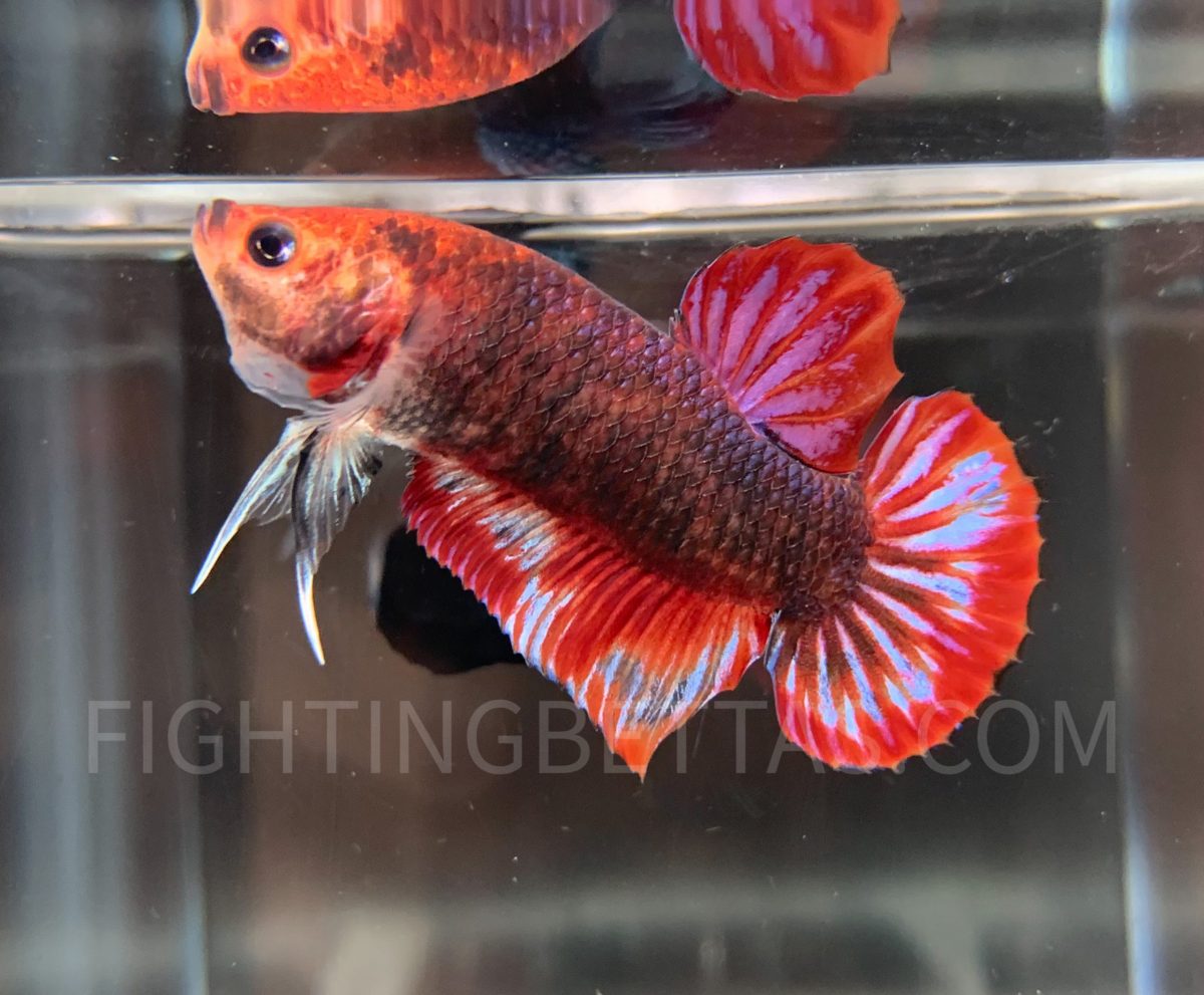 Indo GHOST Fighter Imported Indonesian Bloodline IG1#1 Betta Plakat