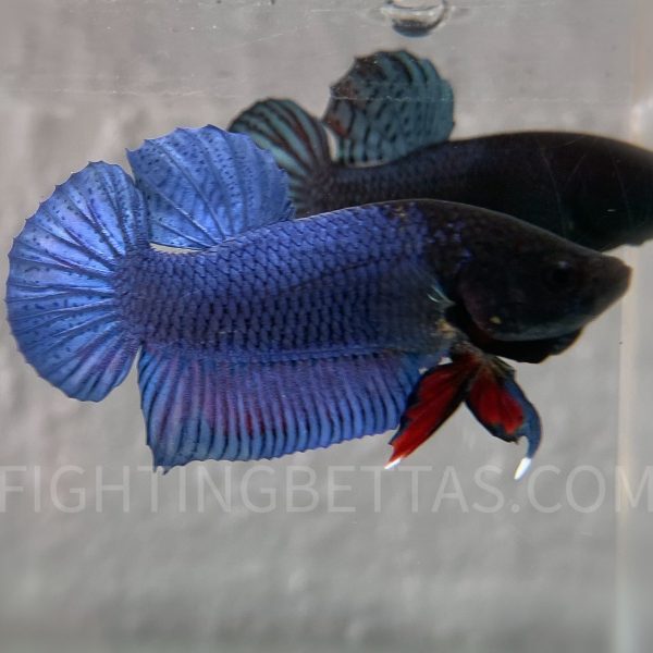 Medan Super Fighter MDS Imported Indonesian Bloodline MDS1#5 Betta Plakat
