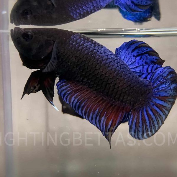 Imported TOP Fighter Thai Bloodline DR1#2 Betta Plakat