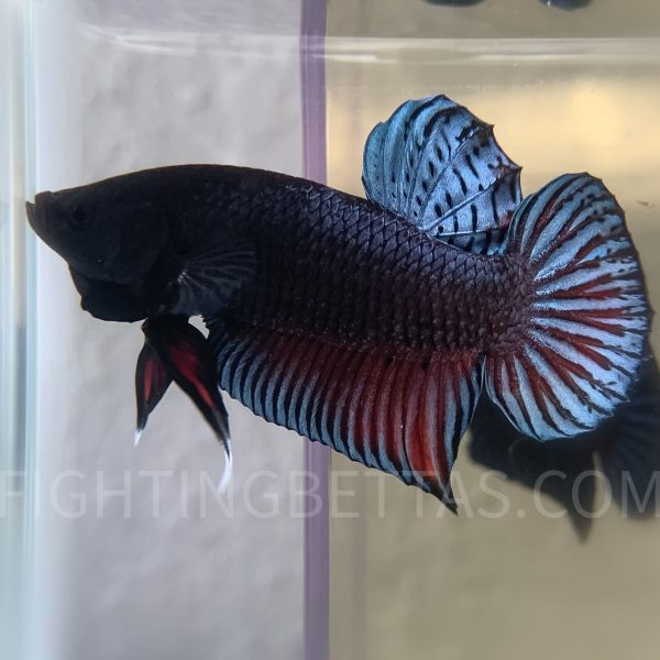 Medan Super Fighter MDS Imported Indonesian Bloodline MDS1#2 Betta Plakat