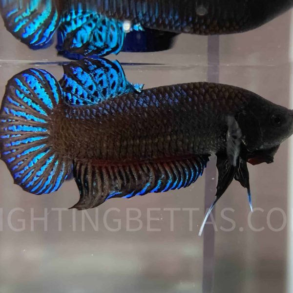 Imported TOP Fighter Thai Bloodline DR1#8 Betta Plakat