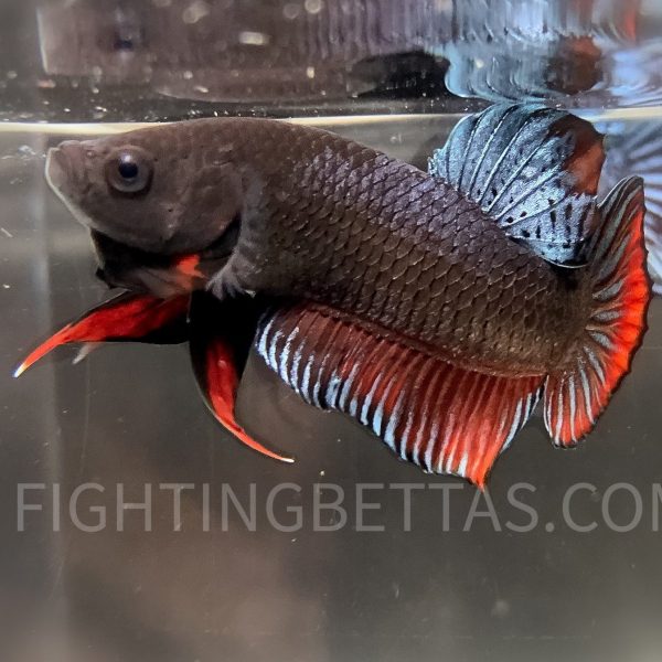 LA Plakat Imported VIP Thai Bloodline LA44#3 Betta Plakat