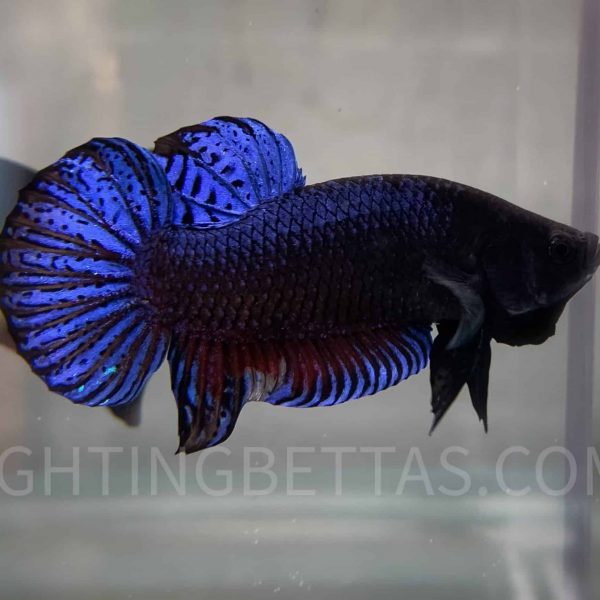 Imported TOP Fighter Thai Bloodline DR1#5 Betta Plakat
