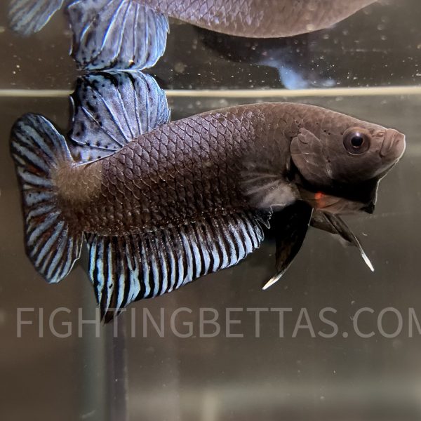 LA Plakat Imported VIP Thai Bloodline LA44#2 Betta Plakat