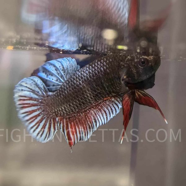 Sakai Top Fighter DB23#5 Imported Thai Bloodline Betta Plakat