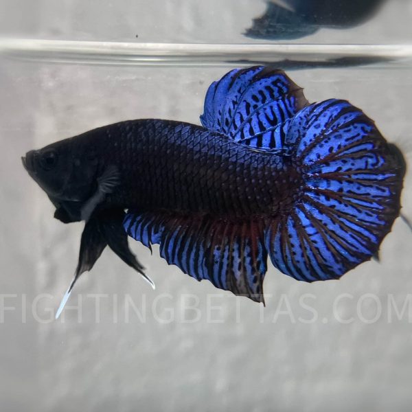 Imported TOP Fighter Thai Bloodline DR1#4 Betta Plakat
