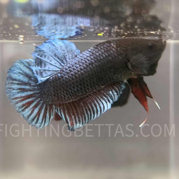 Sakai Top Fighter DB23#4 Imported Thai Bloodline Betta Plakat