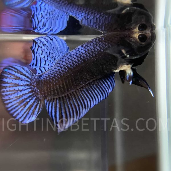 Sakai Top Fighter DB10#3 Imported Thai Bloodline Betta Plakat