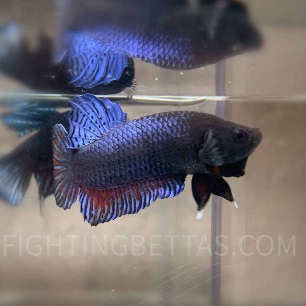 LA Plakat Imported VIP Thai Bloodline LA20#7 Betta Plakat