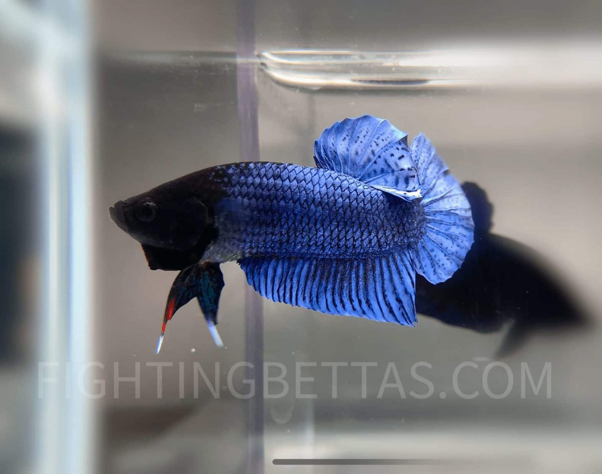 LA Plakat Imported VIP Thai Bloodline LA20#6 Betta Plakat - Image 2