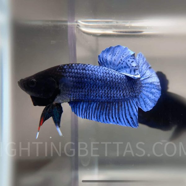 LA Plakat Imported VIP Thai Bloodline LA20#6 Betta Plakat