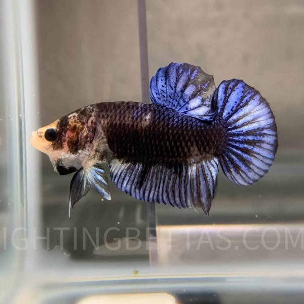 Sakai “GHOST” Fighter 4#7 Thai Bloodline Betta Plakat