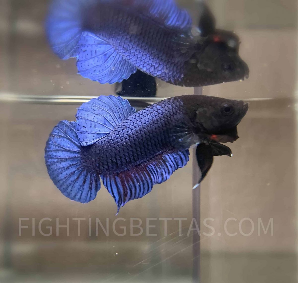 LA Prakat Imported VIP Thai Bloodline LA20#12 Betta Plakat