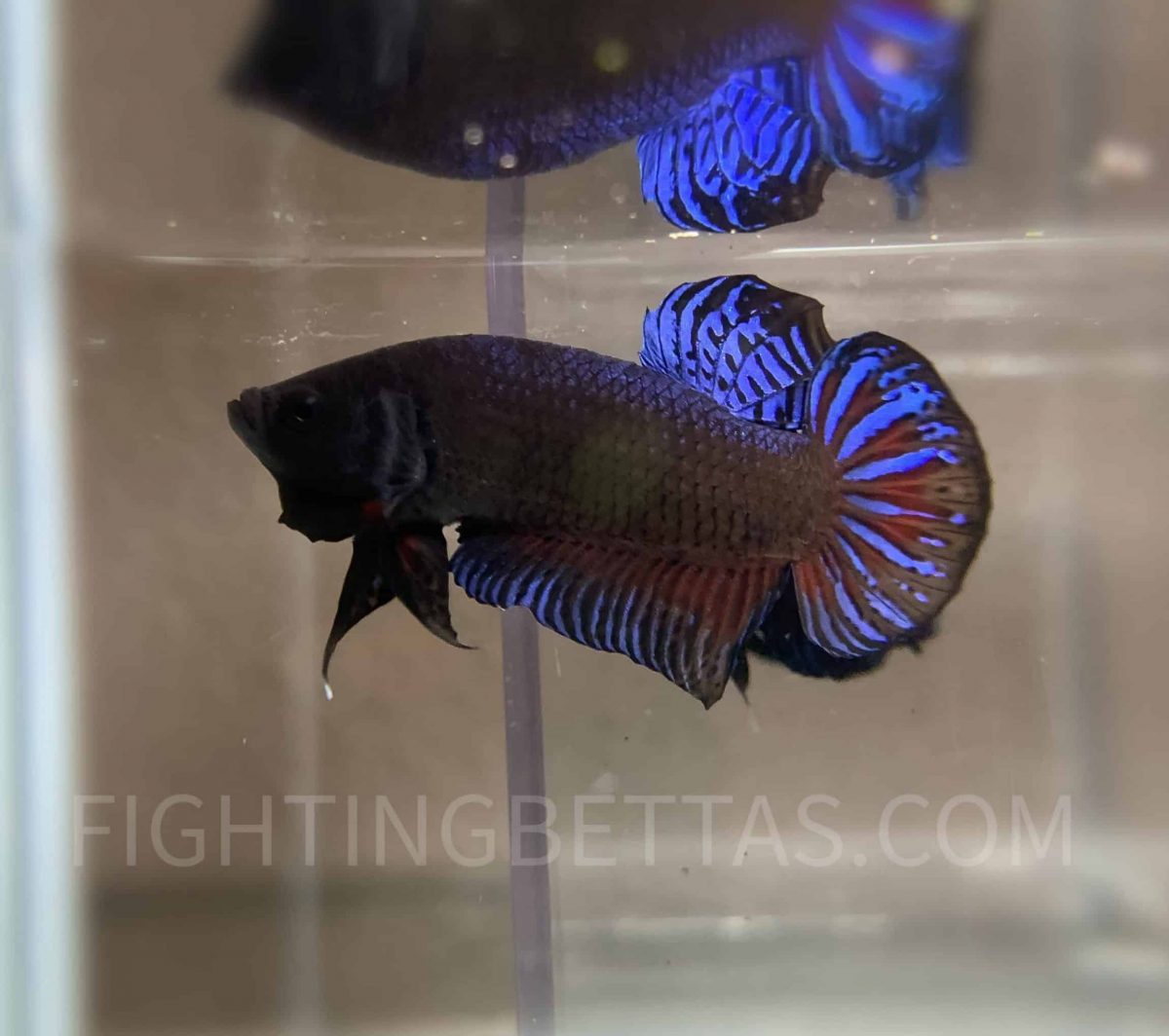 Sakai Top Fighter DB11#19 Imported Thai Bloodline Betta Plakat