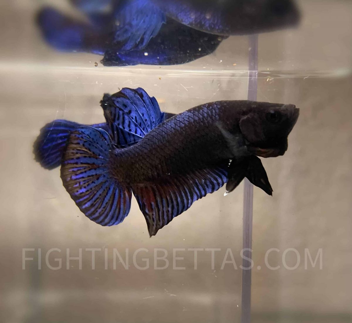 Imported *HADES* Fighter Thai Bloodline HR2#3Betta Plakat