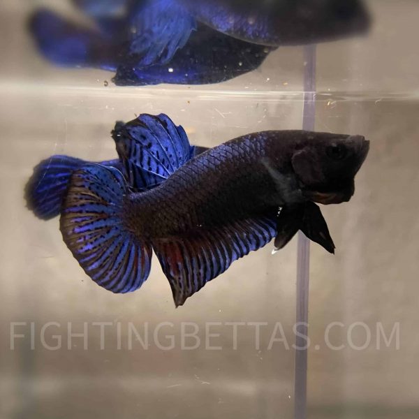 Imported *HADES* Fighter Thai Bloodline HR2#3Betta Plakat