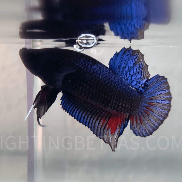 Imported *HADES* Fighter Thai Bloodline HR1#10 Betta Plakat