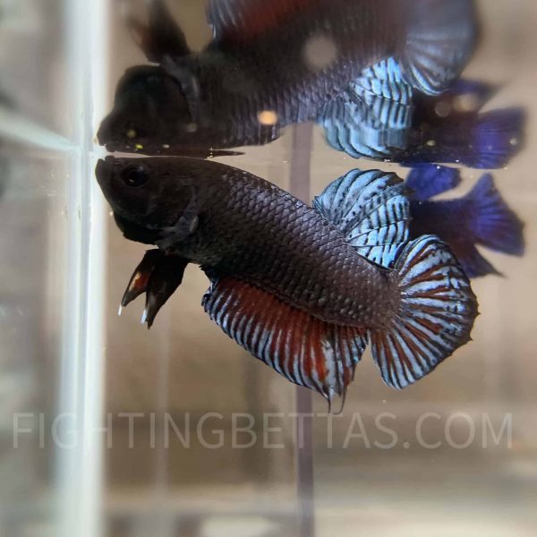 LA Plakat Imported VIP Thai Bloodline LA20#1 Betta Plakat