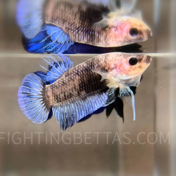 *GHOST* Fighter Imported Thai Bloodline TG1#2 Betta Plakat