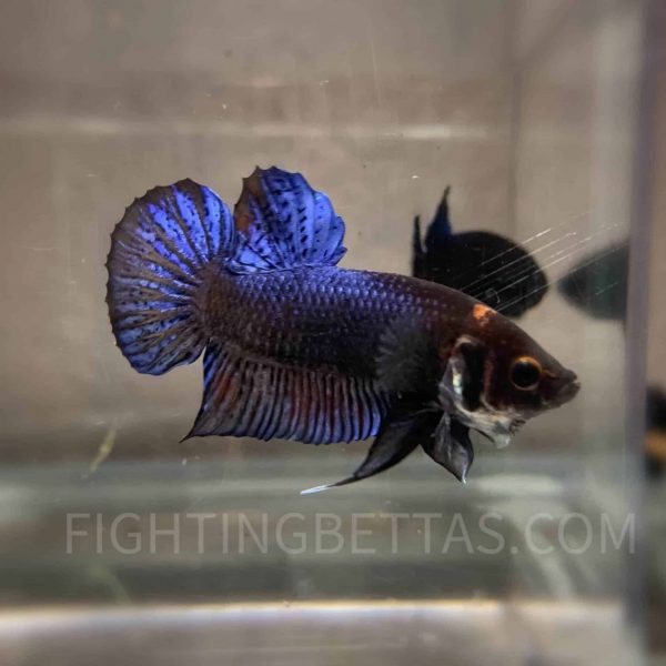 Sakai “GHOST” Fighter 4#10 Thai Bloodline Betta Plakat