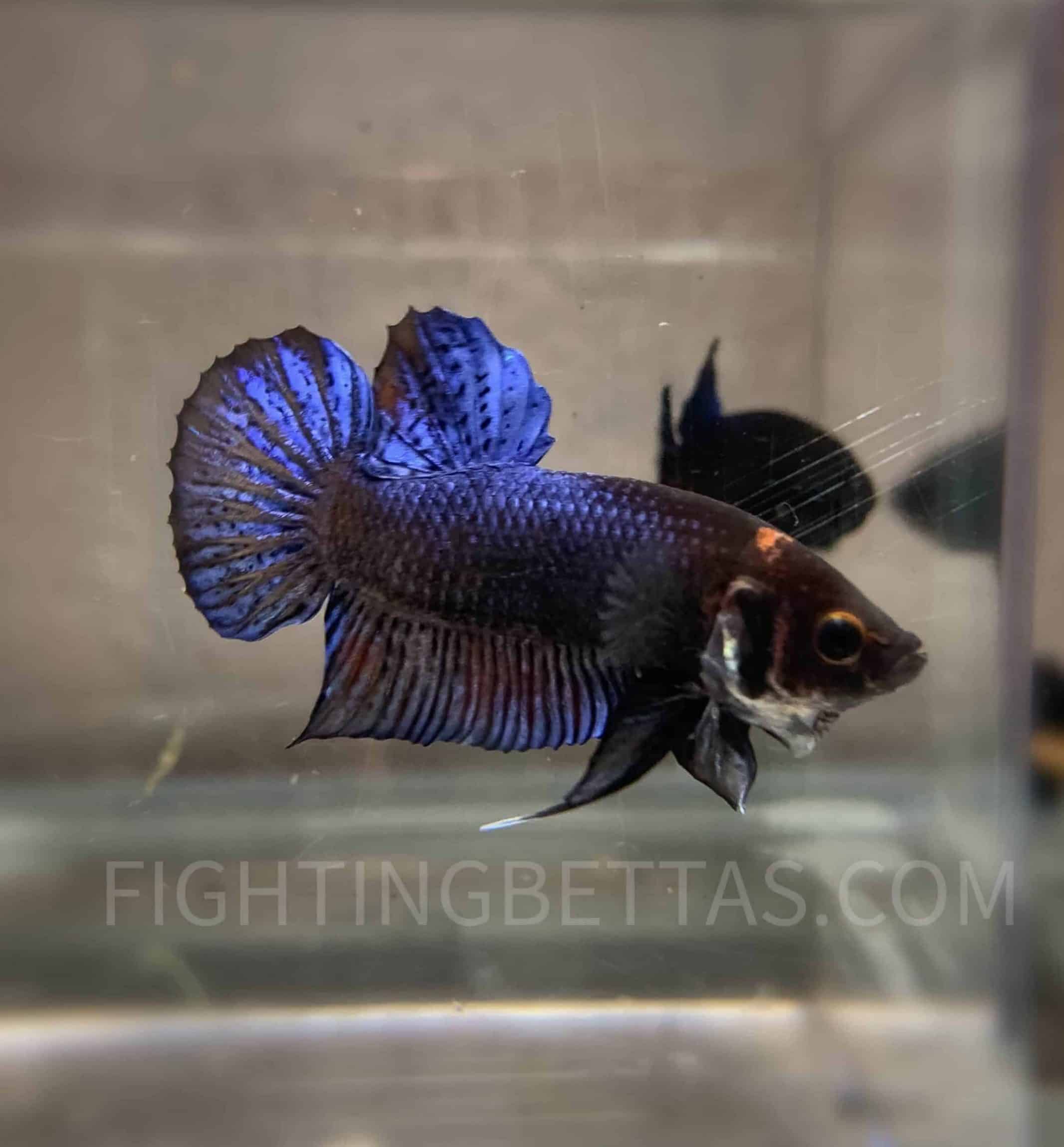 Sakai “GHOST” Fighter 4#10 Thai Bloodline Betta Plakat