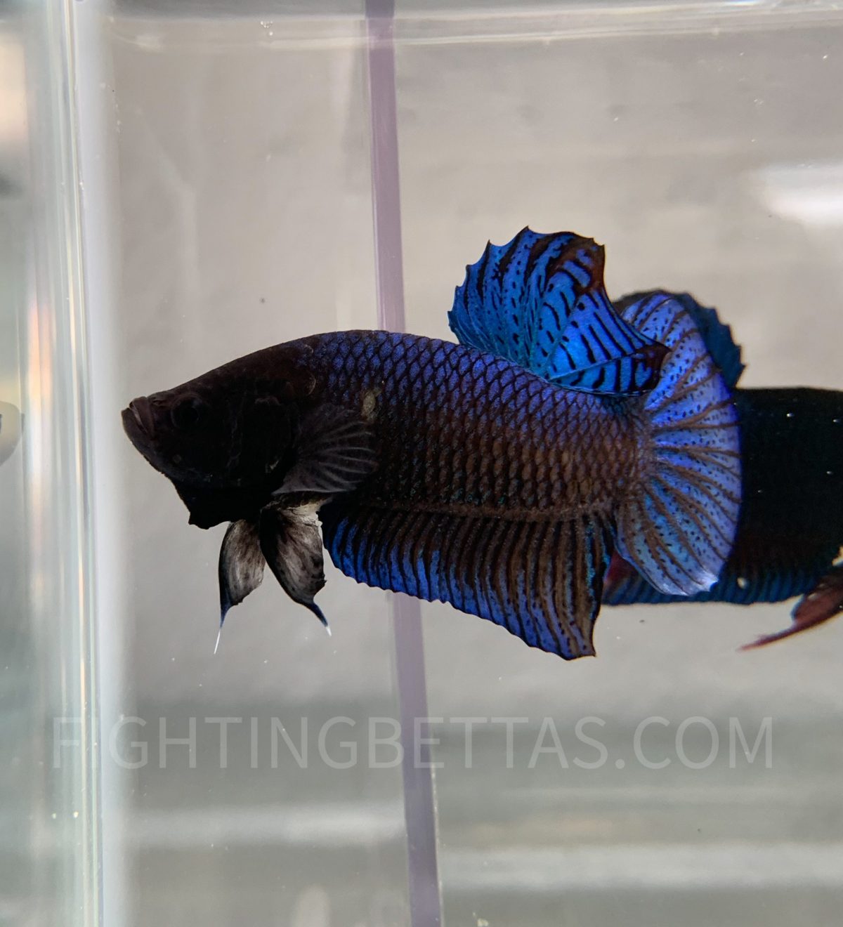 Imported TOP Fighter Thai Bloodline DR2#1 Betta Plakat (Copy)