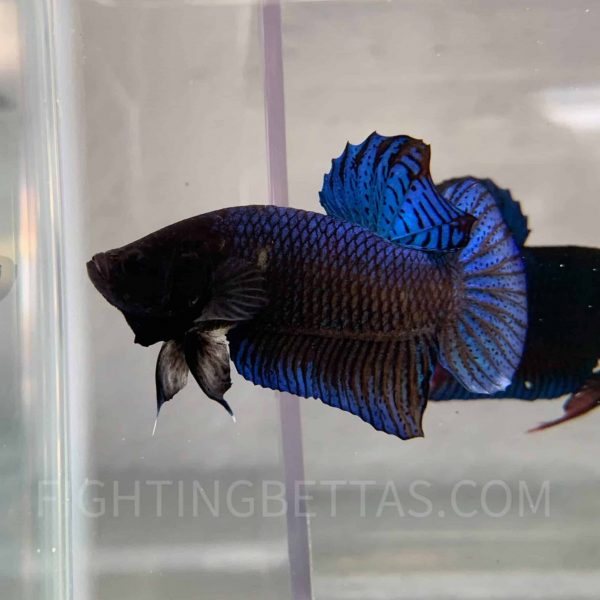 Imported TOP Fighter Thai Bloodline DR2#1 Betta Plakat