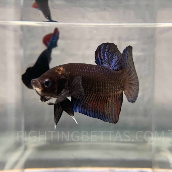 *GHOST* Fighter Imported Thai Bloodline TG2#1 Betta Plakat