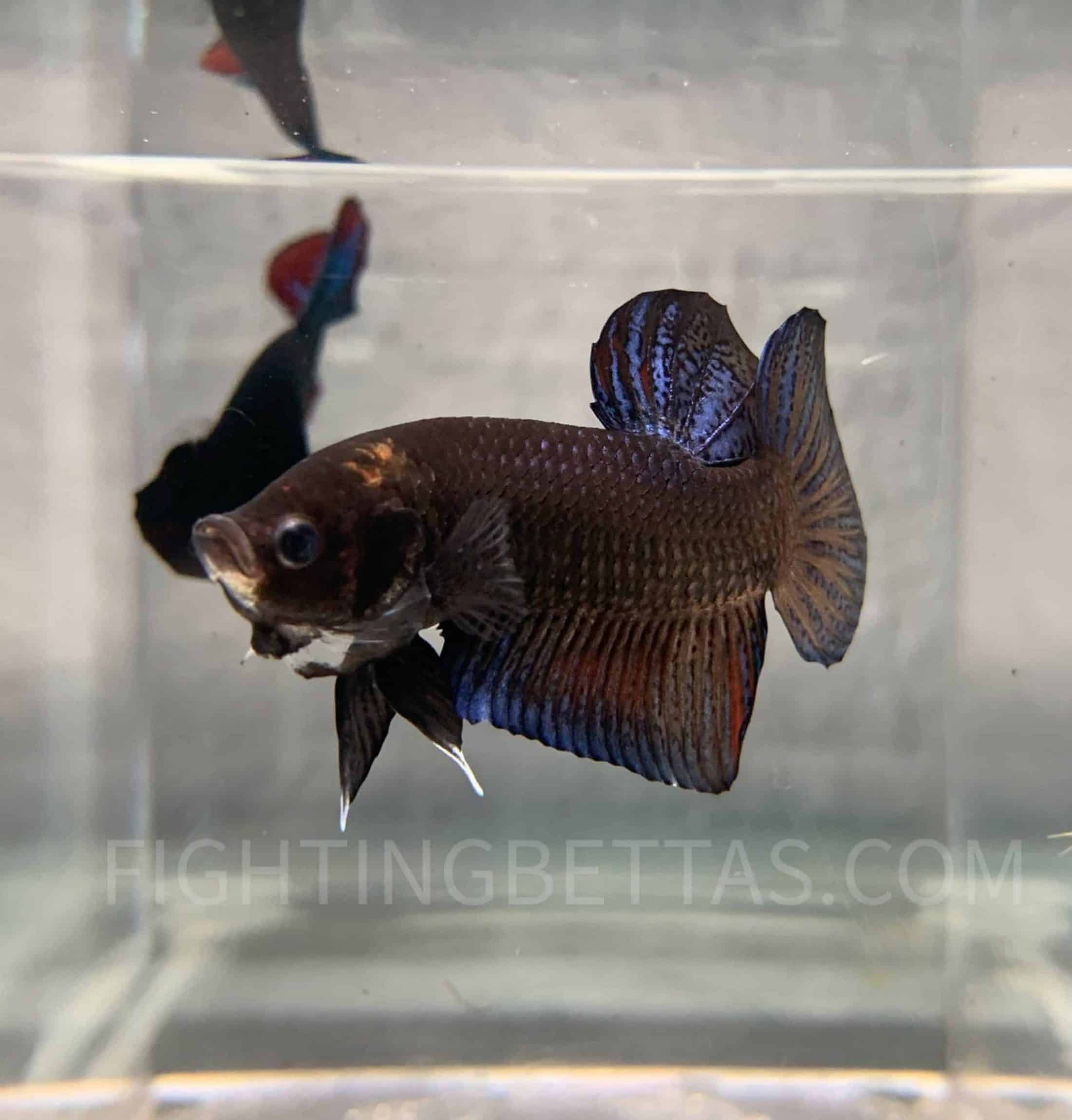 *GHOST* Fighter Imported Thai Bloodline TG2#1 Betta Plakat