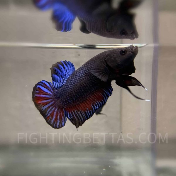 LA Prakat Imported VIP Thai Bloodline LA20#2 Betta Plakat