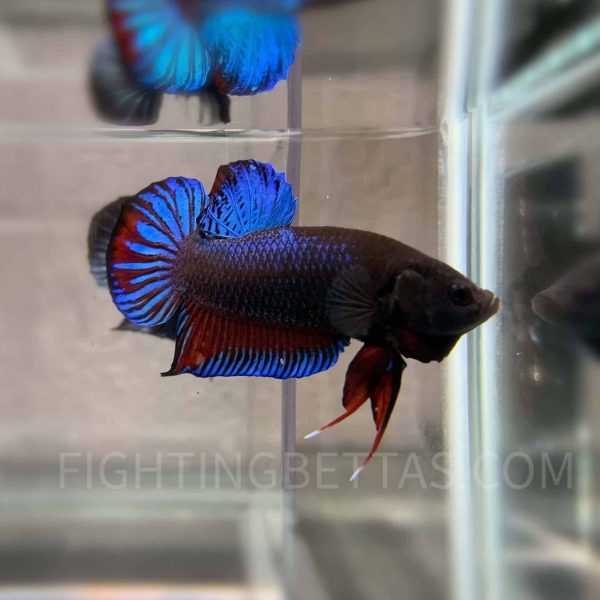 Imported TOP Fighter Thai Bloodline DR2#4 Betta Plakat