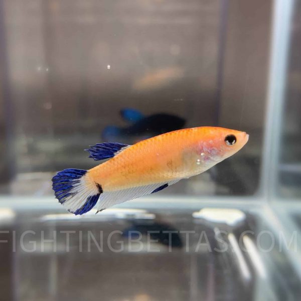 “GHOST” Fighter Female Plakat 2#5 Thai Bloodline Betta
