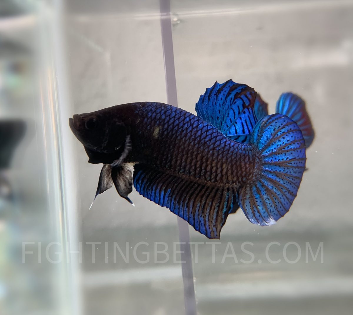 Imported TOP Fighter Thai Bloodline DR2#1 Betta Plakat (Copy)