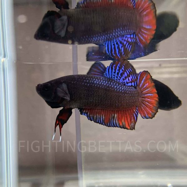 Sakai Top Fighter DB11#18 Imported Thai Bloodline Betta Plakat