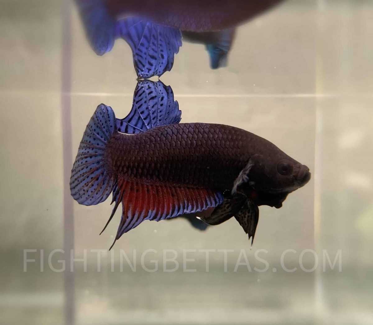 Imported TOP Fighter Thai Bloodline DR2#2 Betta Plakat