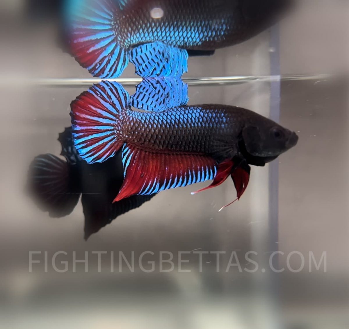 Indonesian Fighter M44#2 Imported Indo Bloodline Betta Plakat