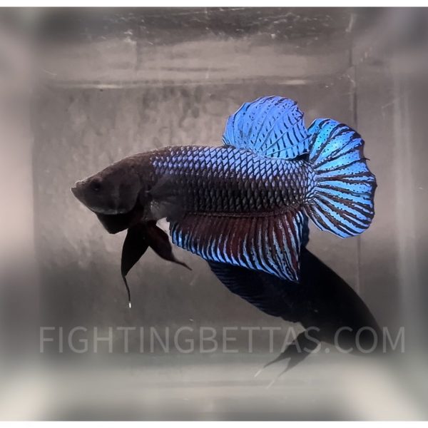 Indonesian VIP Fighter W60#4 Imported Indo Bloodline Betta Plakat