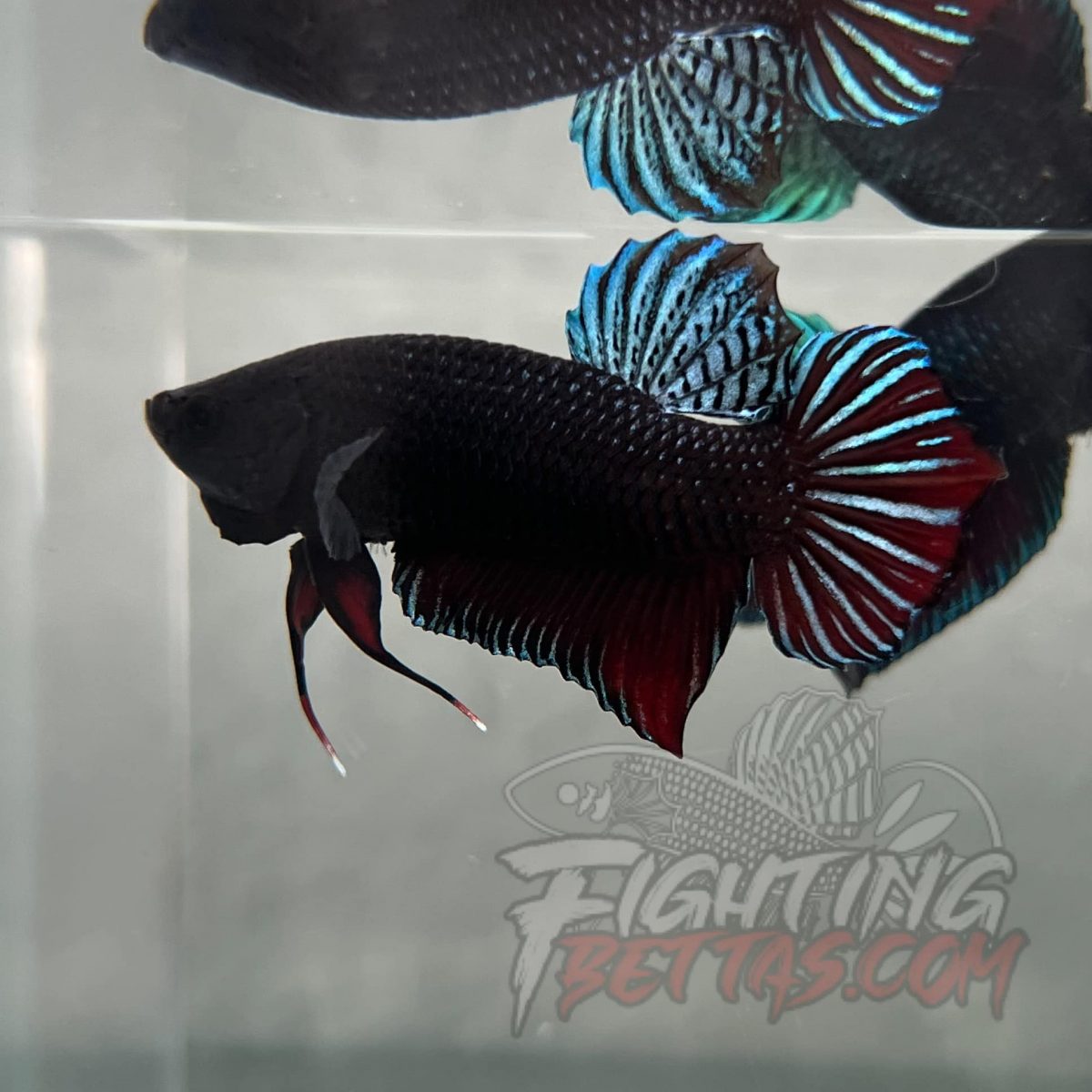 Indonesian VIP Fighter W60#2 Imported Indo Bloodline Betta Plakat