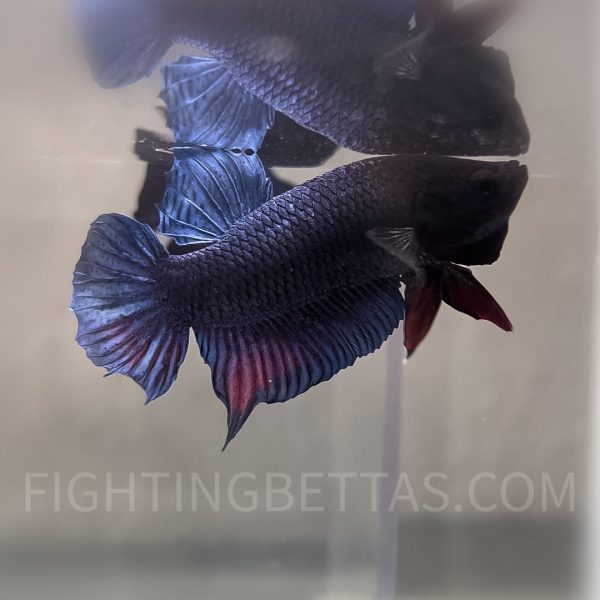 Indonesian VIP Fighter W60#5 Imported Indo Bloodline Betta Plakat