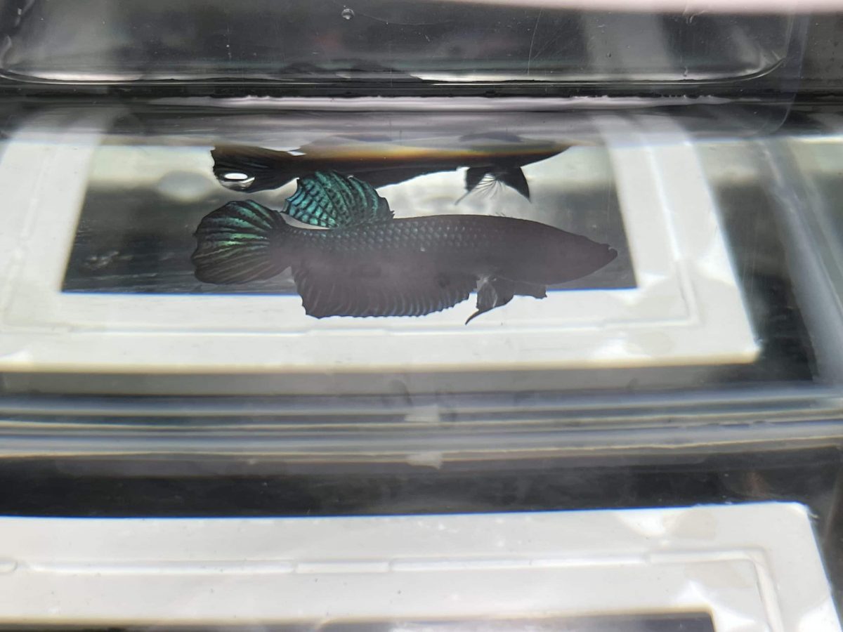 Indonesian VIP Fighter W60#4 Imported Indo Bloodline Betta Plakat