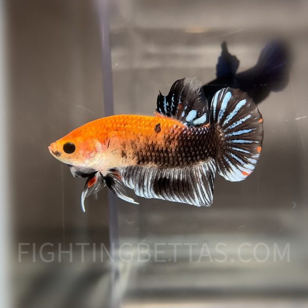 Sakai “GHOST” Fighter SG4#7 Thai Bloodline Betta Plakat