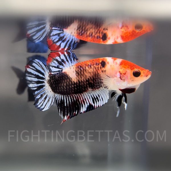 Custom Order 4 Sakai “GHOST” Fighter SG4#1 Thai Bloodline Betta Plakat