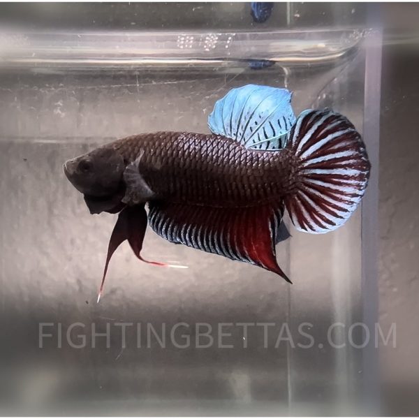 Indonesian VIP Fighter W60#3 Imported Indo Bloodline Betta Plakat