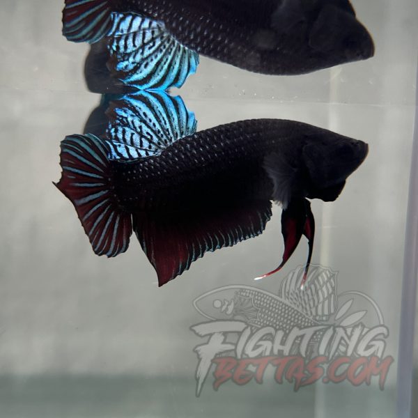 Indonesian VIP Fighter W60#2 Imported Indo Bloodline Betta Plakat