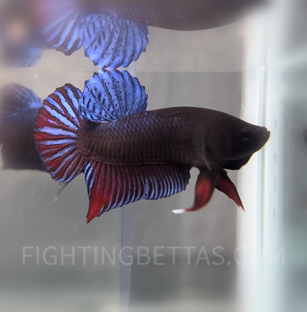 Indonesian VIP Fighter W60#6 Imported Indo Bloodline Betta Plakat