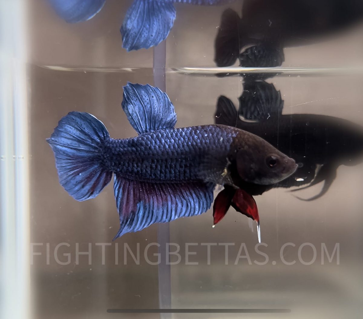 Indonesian Fighter M44#1 Imported Indo Bloodline Betta Plakat