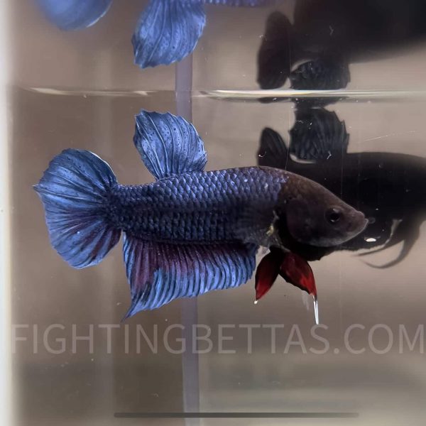 Indonesian Fighter M44#1 Imported Indo Bloodline Betta Plakat