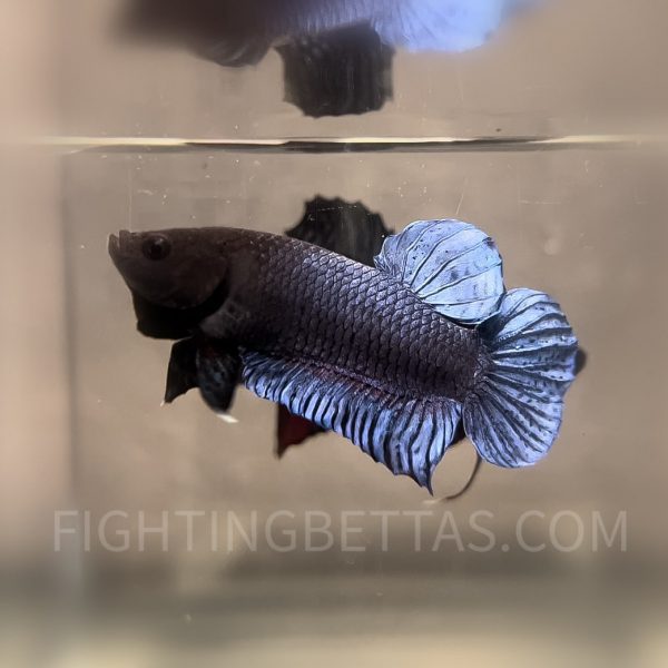 Indonesian VIP Fighter W60#1  Imported Indo Bloodline Betta Plakat
