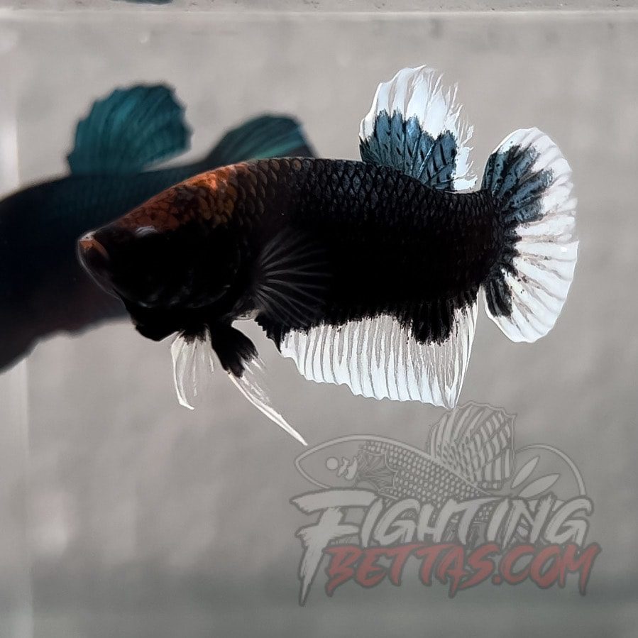 Imported “GHOST” Fighter GI#2 Indo Bloodline Betta Plakat