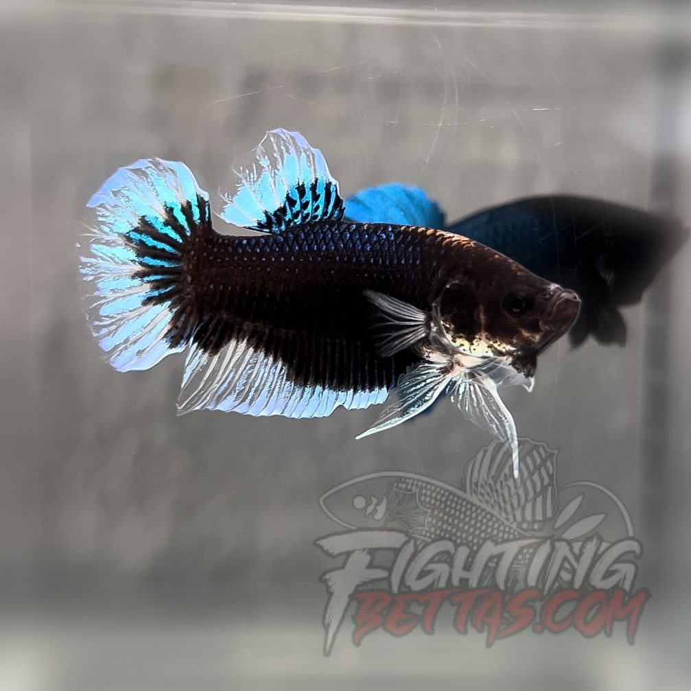 Imported “GHOST” Fighter GI#1 Indo Bloodline Betta Plakat